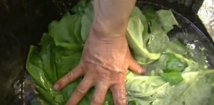 Combattre les pucerons avec des feuilles de rhubarbe