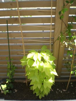 Fabrication d’un tuteur/treillis en bois