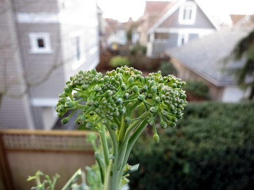 Balcon vert