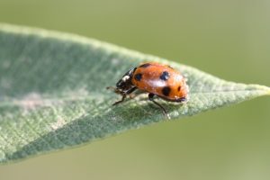 Des coccinelles anti pucerons