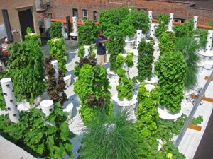 Potager hydroponique sur un rooftop de New York