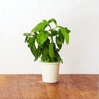 Le mini potager futuriste et sa recharge de basilique