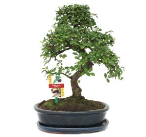 Bonsai de 10 ans