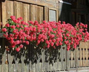 Géranium au balcon