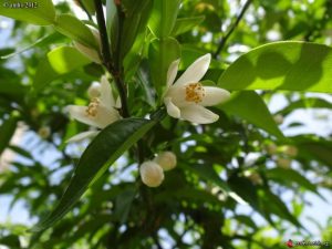 La fleur du yuzu