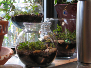 Terrariums