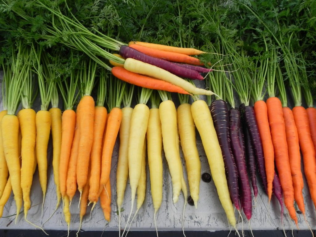 Carottes colorées