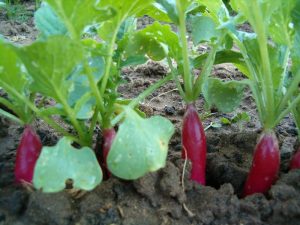 Planter des radis, attention aux saisons