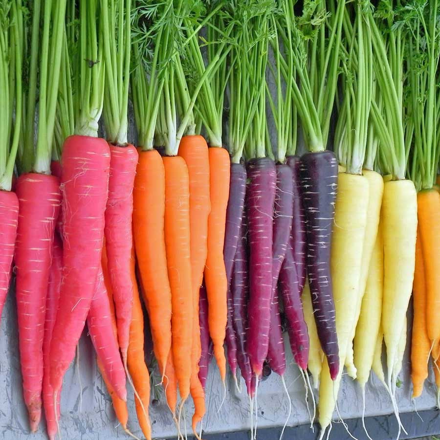 Des carottes de couleur pour les enfants