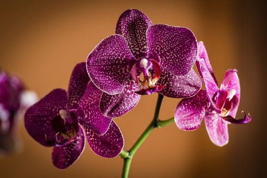 Une belle orchidée dans son appartement