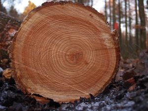 Un arbre tombé = une futur table