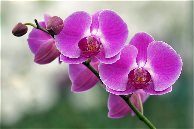 Orchidée fleurissant