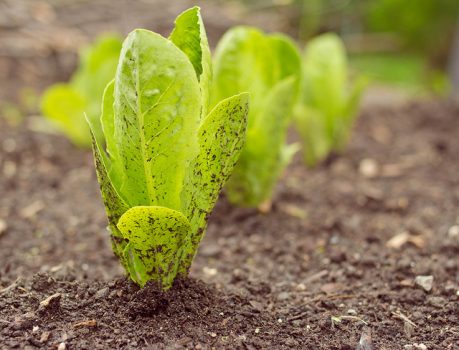 Cultiver des laitues, même en ville