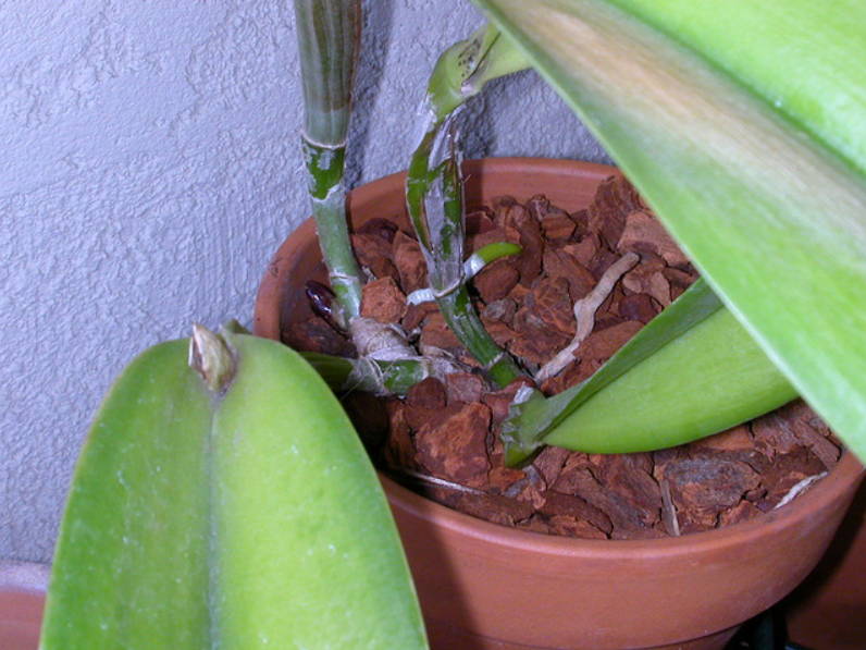 Orchidée dans son pot
