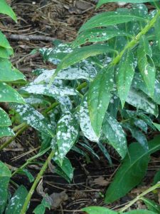 Le marc de café, sauveur de vos plantes