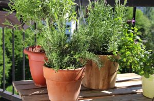 Des herbes aromatiques en ville, sur son blacon