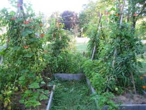 Un tipi support de plants de tomates