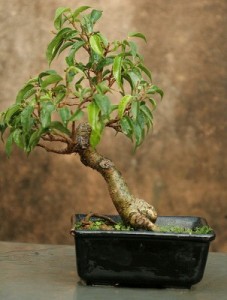 Ficus, l'absorbeur de formaldéhyde