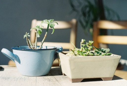 Plantes d'intérieur pour dépolluer