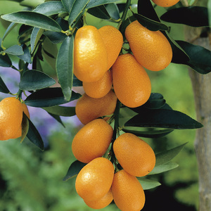 Pot de kumquat