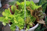 Du mesclun dans son jardin