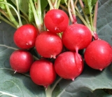 Planter des radis dans son appartement