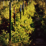 Supports pour potagers verticaux